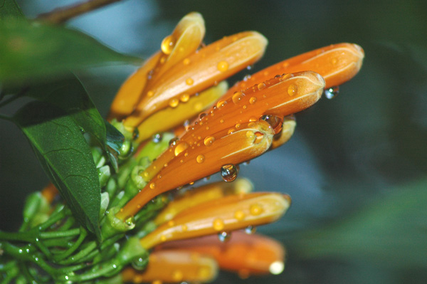 Tecomaria capensis flowers; Photographed by  M Komen